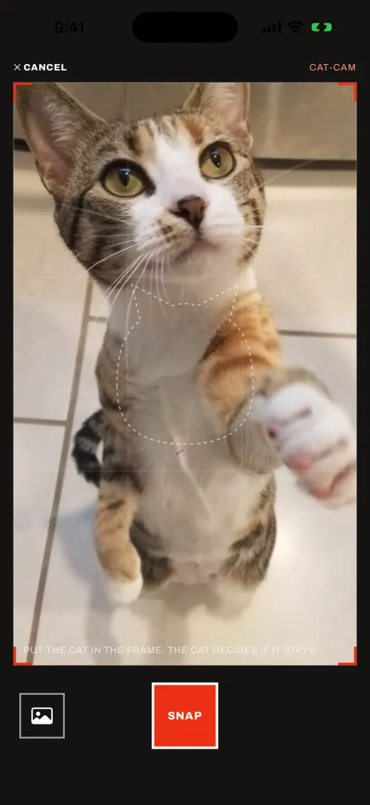 The app's camera pointed at a tabby kitten standing on its hind legs, capture button ready